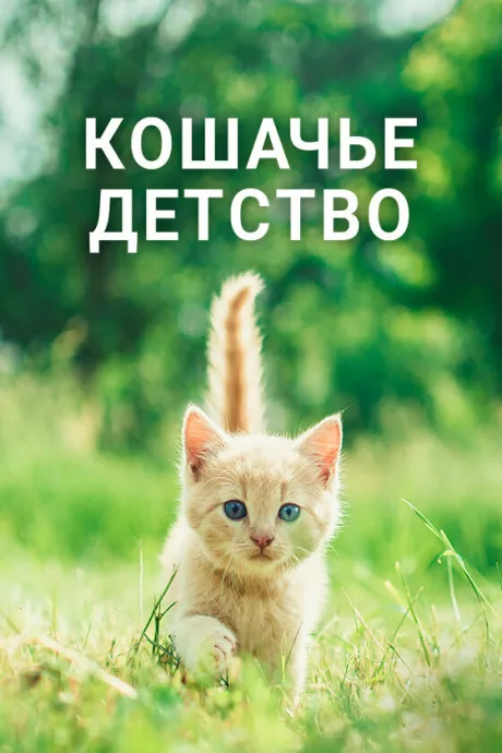 Кошачье детство