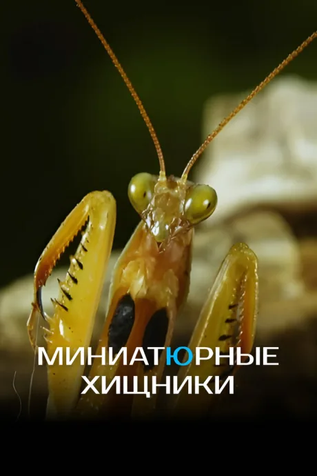 Миниатюрные хищники